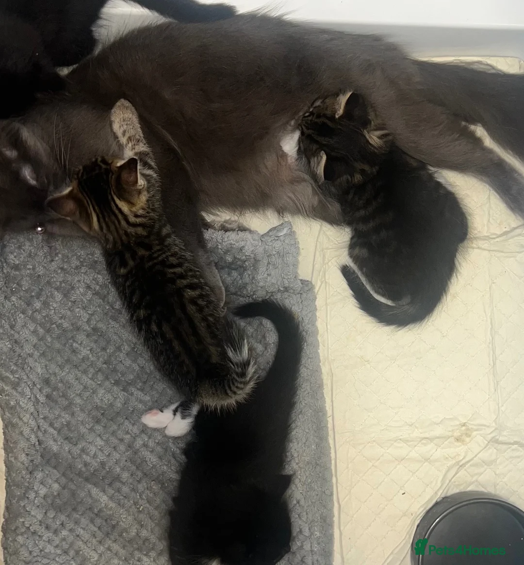 Mixed Breed cats for sale: Girl Kittens Ready for loving homes  - Advert 25