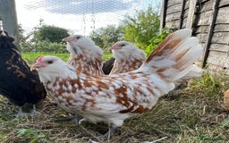 Chickens poultry for sale: Rare Breed Thuringian Chamois & Black Chickens  - Image 8
