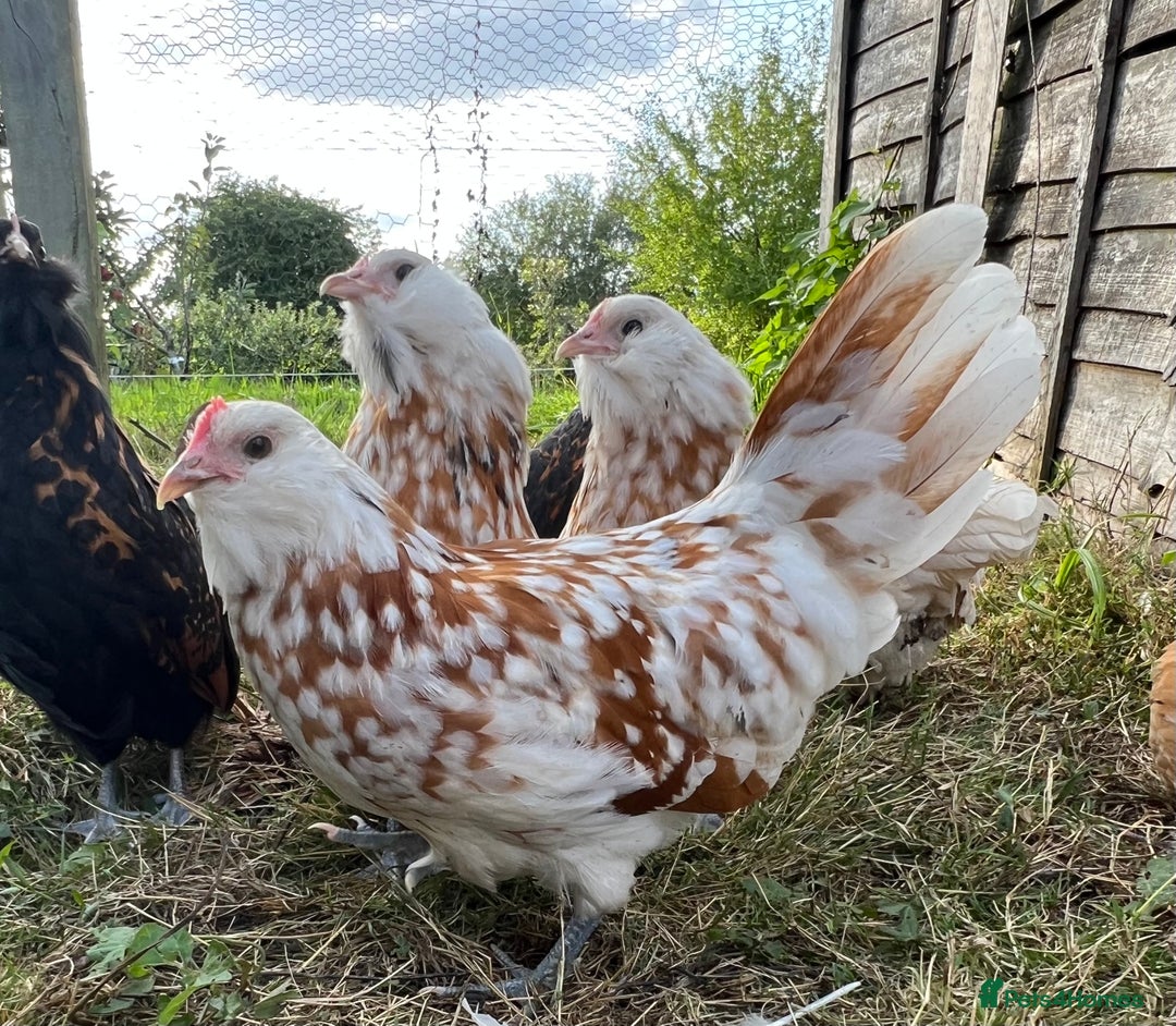 Chickens poultry for sale: Rare Breed Thuringian Chamois & Black Chickens  - Image 8