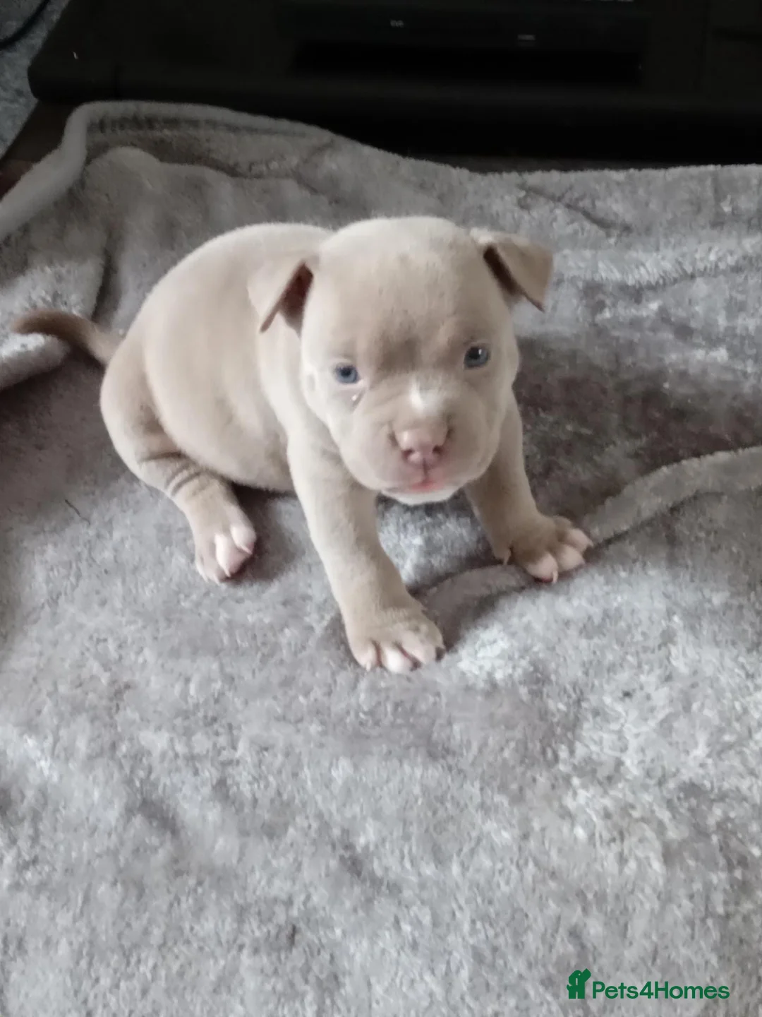 American Bully dogs for sale: American pocket bully pups in Bedlington - Advert 12