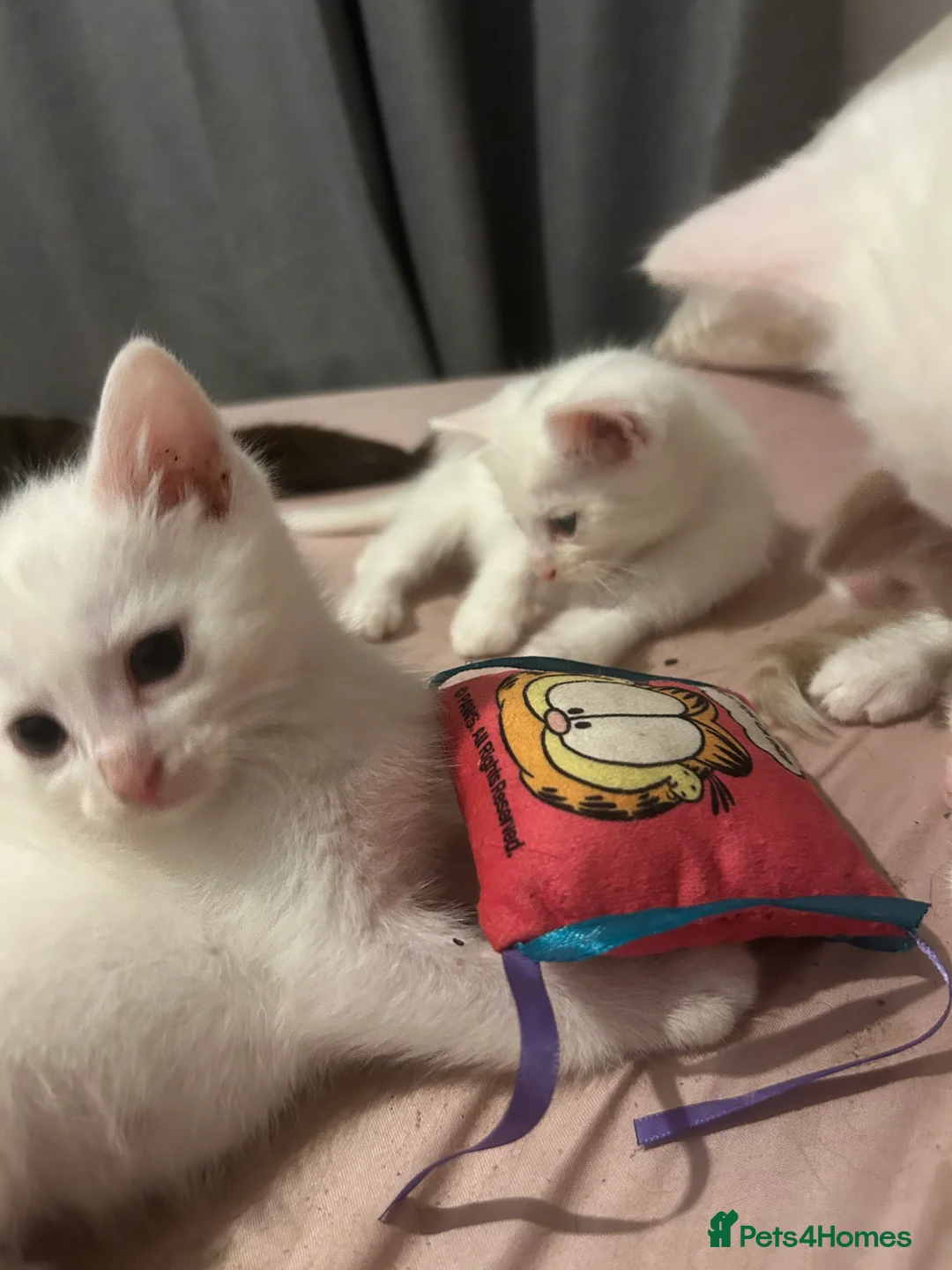 Mixed Breed cats for sale: One white kitten available - Advert 8