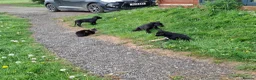 Lurcher dogs for sale: Greyhound x shepherd/collie  in Hungerford - Advert 6
