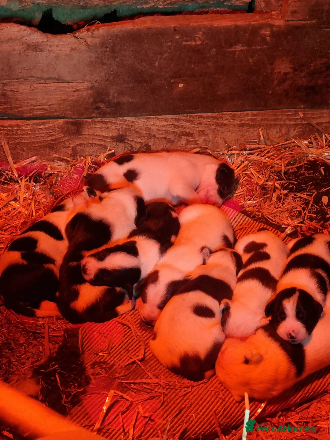 Mixed Breed dogs for sale: Dollies for sale  - Advert 1