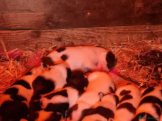 Mixed Breed dogs Dollies for sale - Advert 4