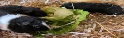 Guinea Pig rodents for sale: Pure bred Teddy boys/boars - Advert 18