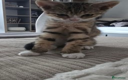 Mixed Breed cats for sale: 10 wk Female, Mix-Bengal Kitten - Image 3