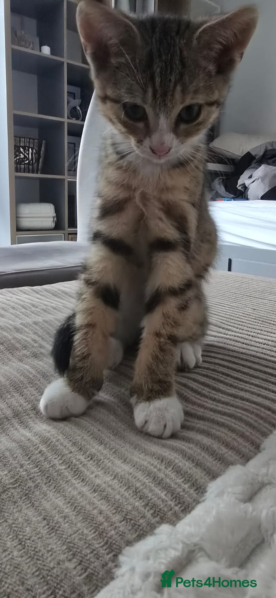 Mixed Breed cats for sale: 10 wk Female, Mix-Bengal Kitten - Image 3