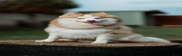 Pomsky dogs for sale: F4 Pomsky Puppies  - Advert 18