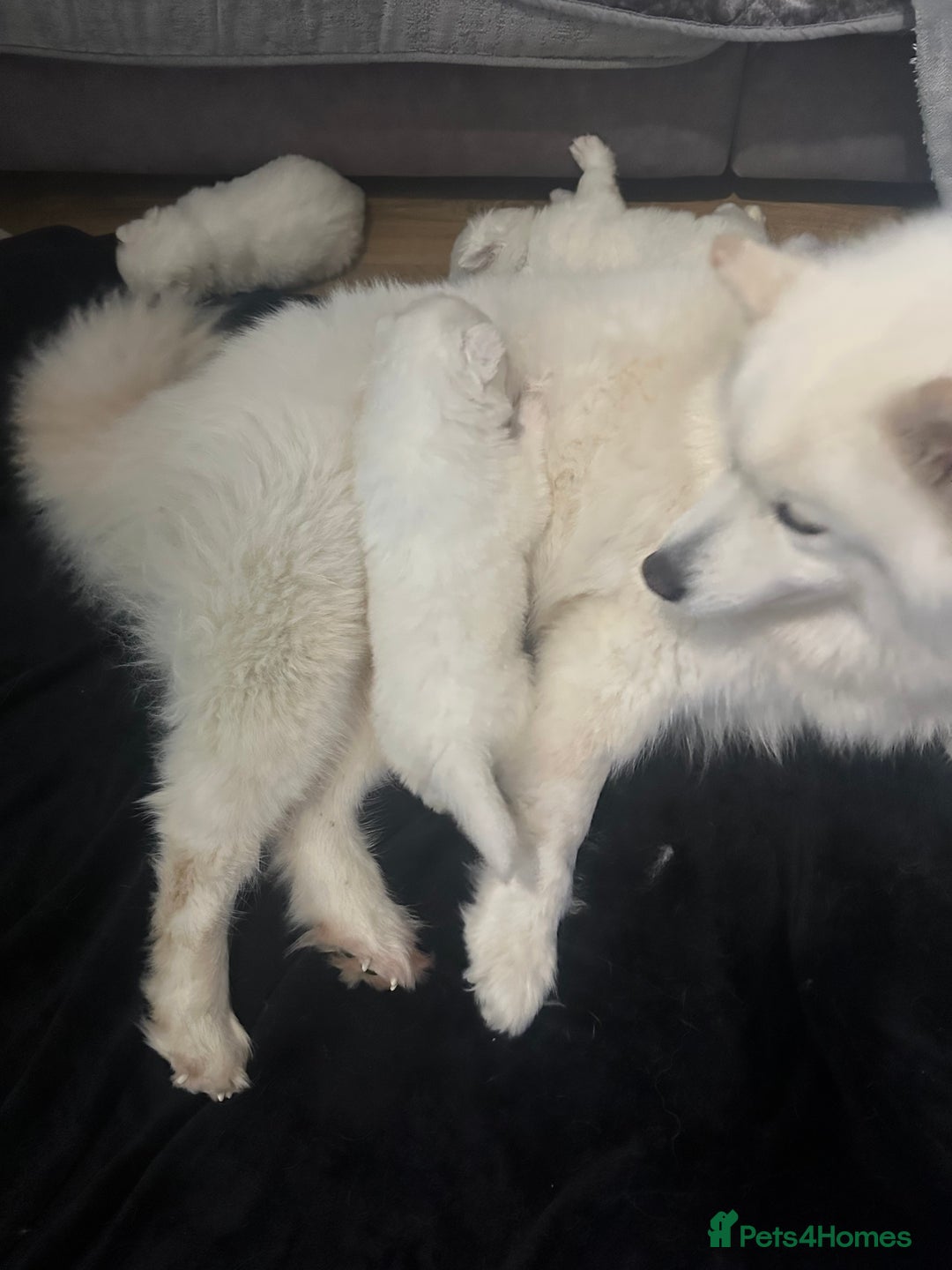 Samoyed dogs for sale: Adorable Samoyed Puppies for Sale!  - Advert 2