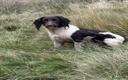 English Springer Spaniel dogs for sale: Kc registered English springer spaniel  - Image 11
