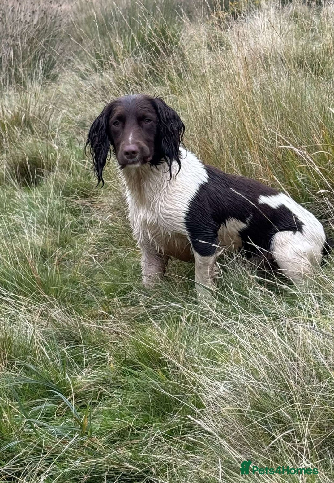 English Springer Spaniel dogs for sale: Kc registered English springer spaniel  - Image 11