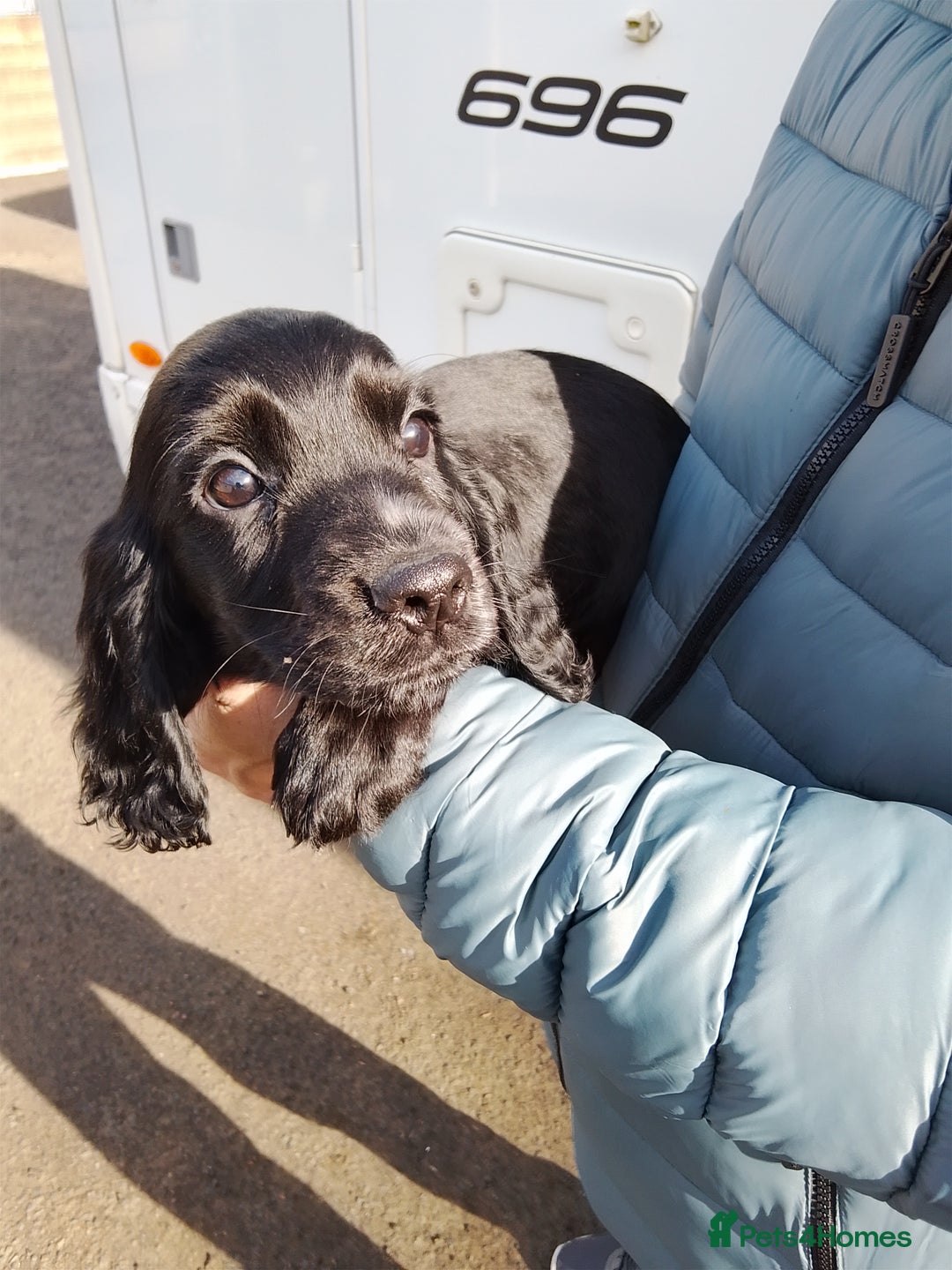 Cocker Spaniel dogs for sale: Working cocker spaniel pups - Image 6