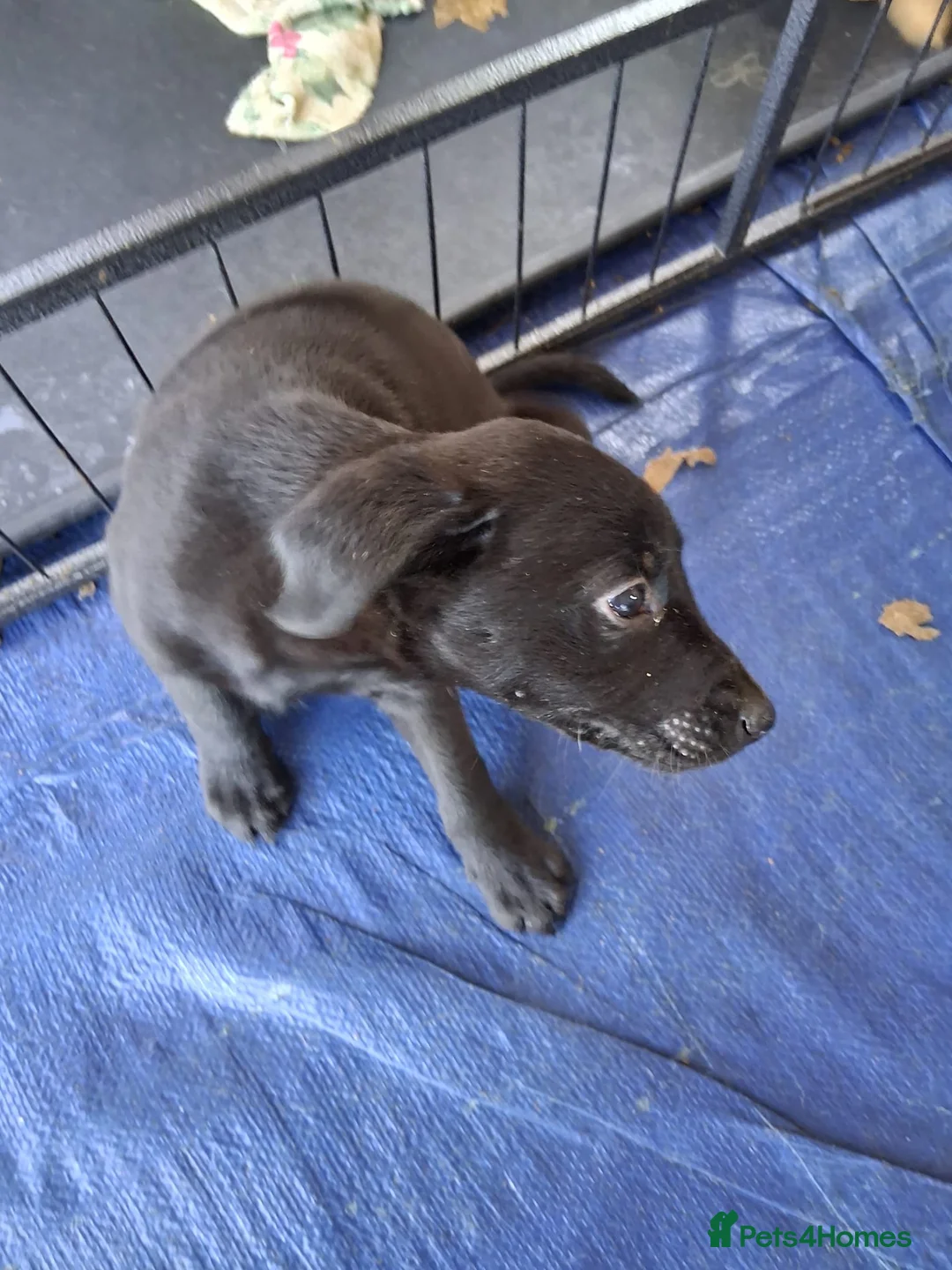 Mixed Breed dogs for sale: 6 adorable puppies  - Advert 13