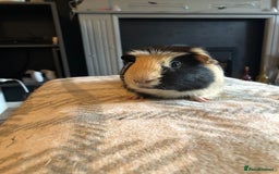 Guinea Pig rodents for sale: Guinea pig boar tri-colour - Advert 4