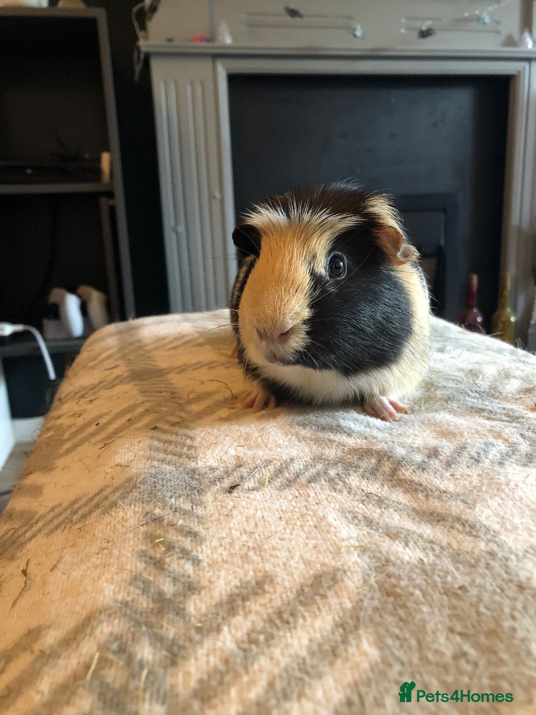 Guinea Pig rodents for sale: Guinea pig boar tri-colour - Advert 4