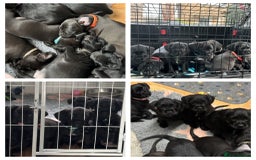 Mixed Breed dogs for sale: Cockapoo-look Puppies  - Image 1
