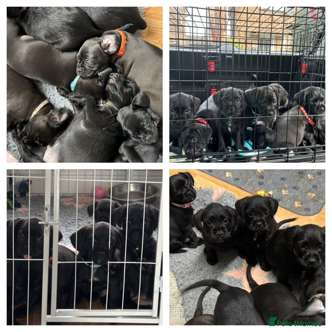 Mixed Breed dogs for sale: Cockapoo-look Puppies  - Image 1