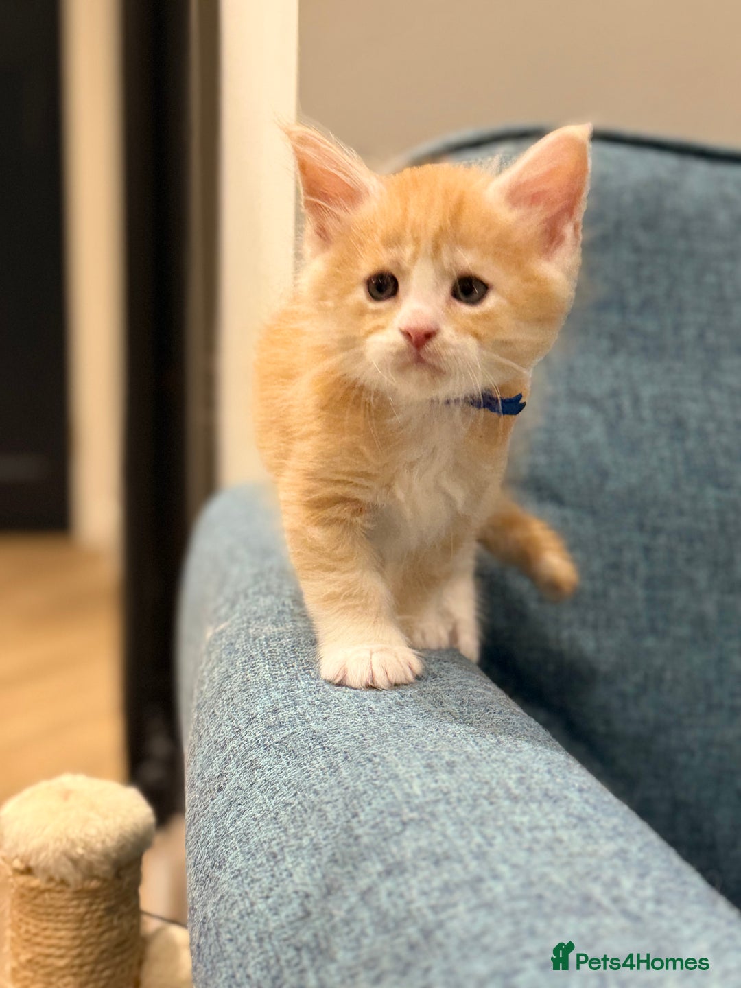 Maine Coon cats for sale: Maine Coon Kittens - Image 10