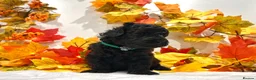Miniature Poodle dogs for sale: 🌟RARE Silver Miniature Poodle Puppies DNA CLEAR🌟 - Advert 6