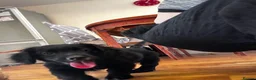 Mixed Breed dogs for sale: Stunning French bulldog/Pomeranian x Cocker  in London - Advert 11