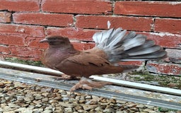 Pigeons birds for sale: 7 Pigeons for sale - Image 2