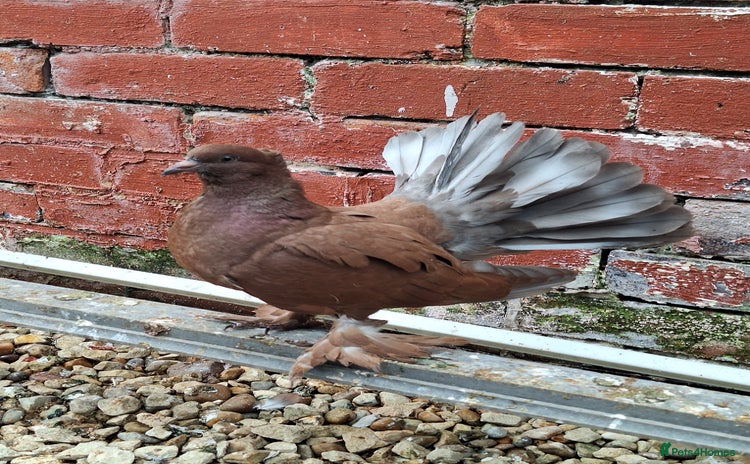 Pigeons birds - Advert 2