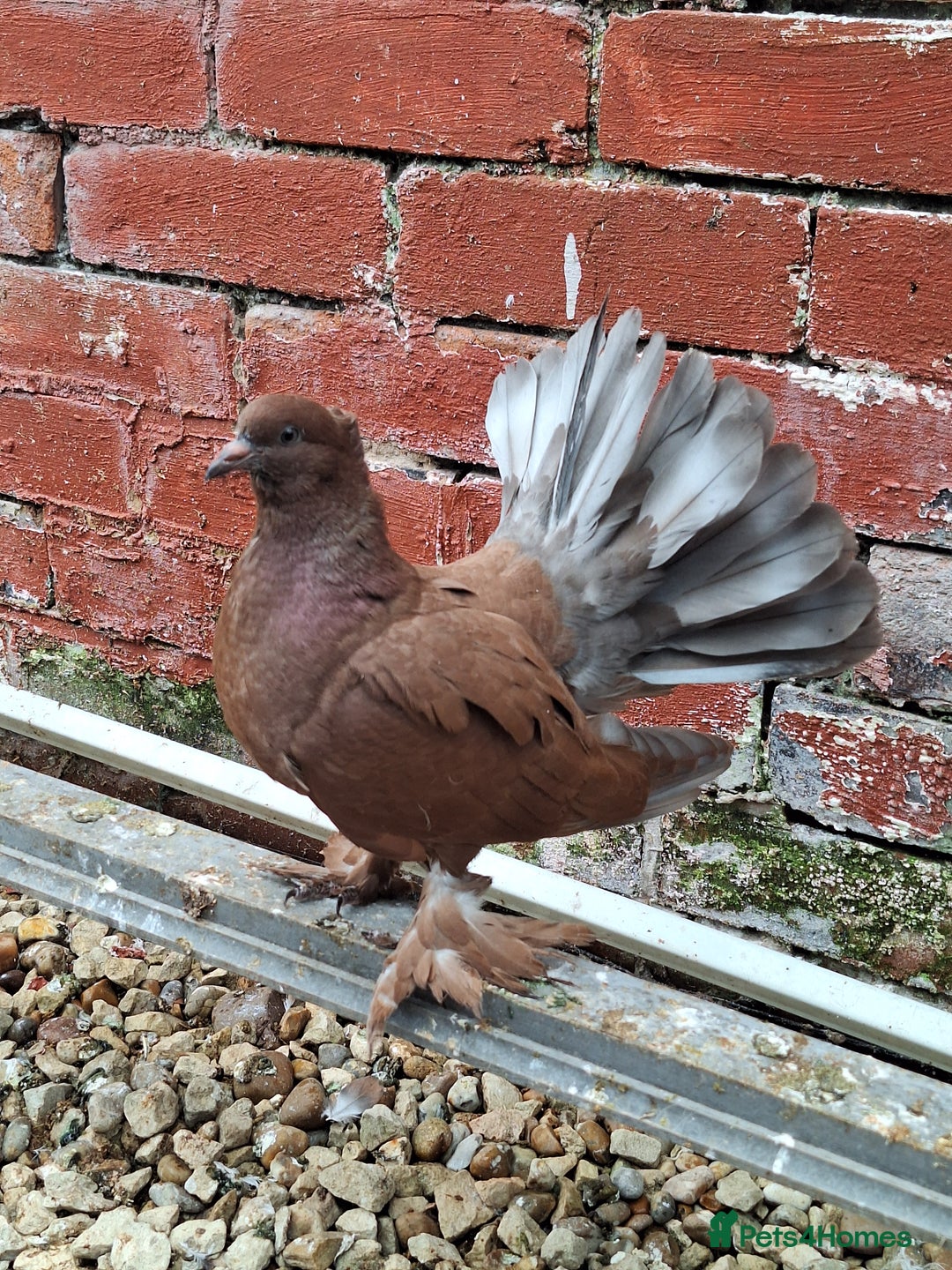 Pigeons birds for sale: 7 Pigeons for sale - Image 2