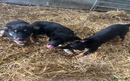 Border Collie dogs for sale: 7 gorjous border collies - Image 1