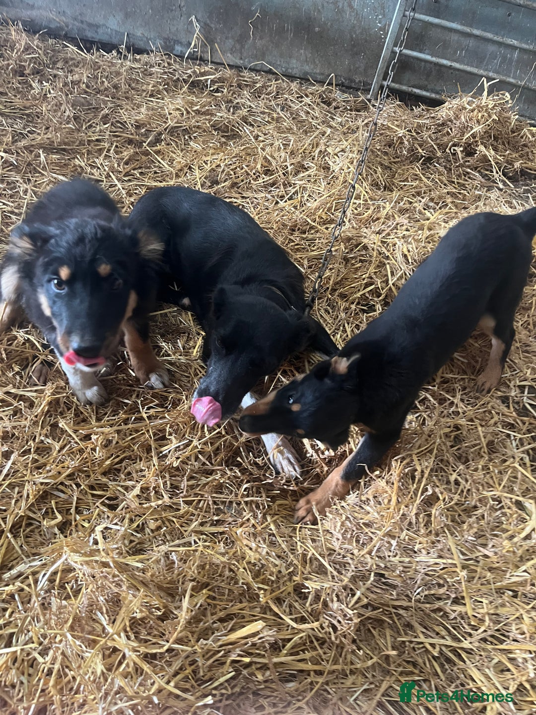 Border Collie dogs for sale: 7 gorjous border collies - Image 1