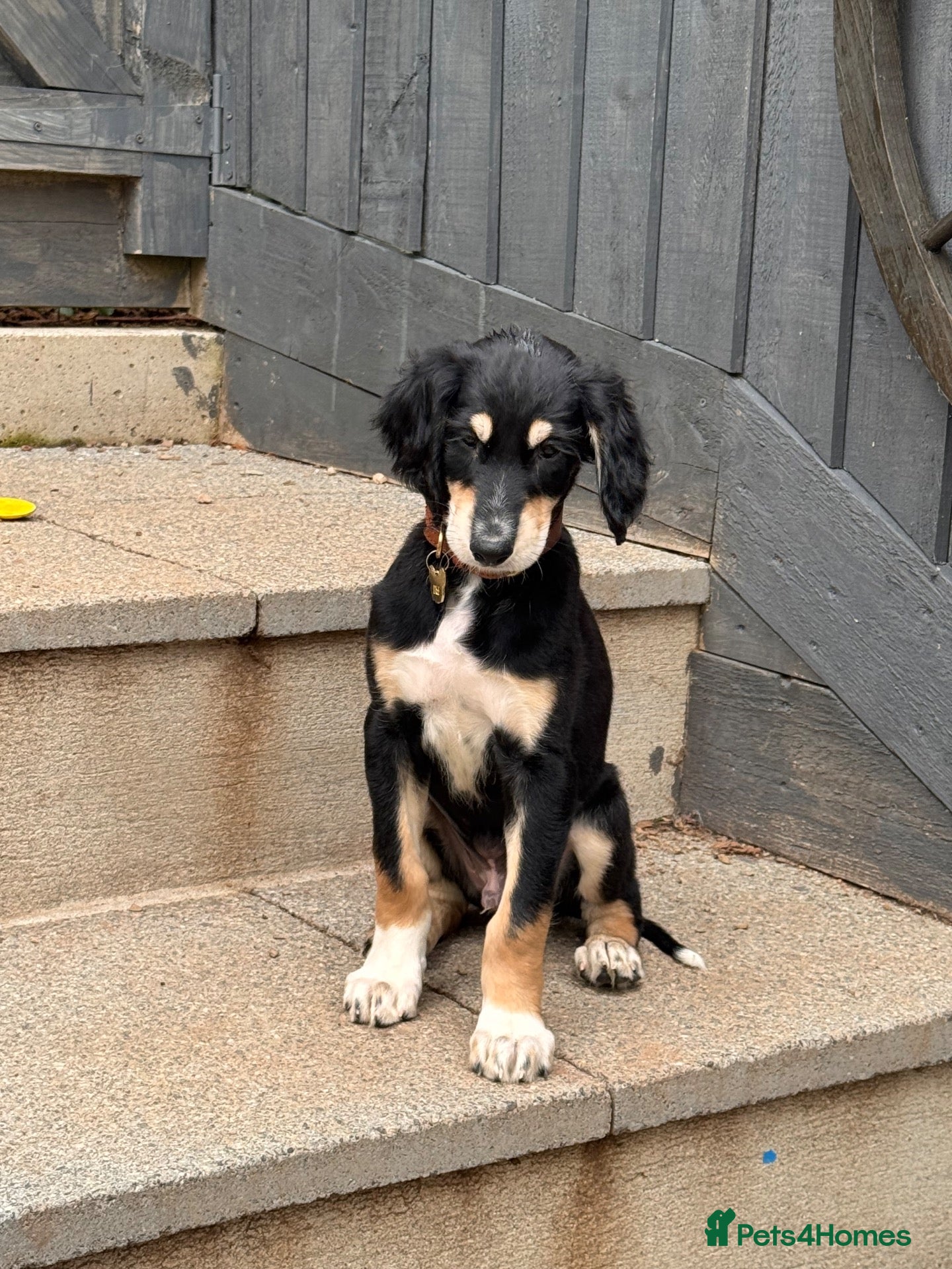 Saluki dogs KC male saluki puppies ready now  - Advert 2