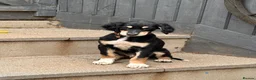 Saluki dogs for sale: Male  Saluki puppy 10 weeks old  - Advert 6