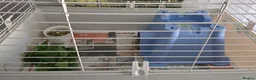 Guinea Pig rodents for sale: 8 month old male guinea pig with set up - Advert 6