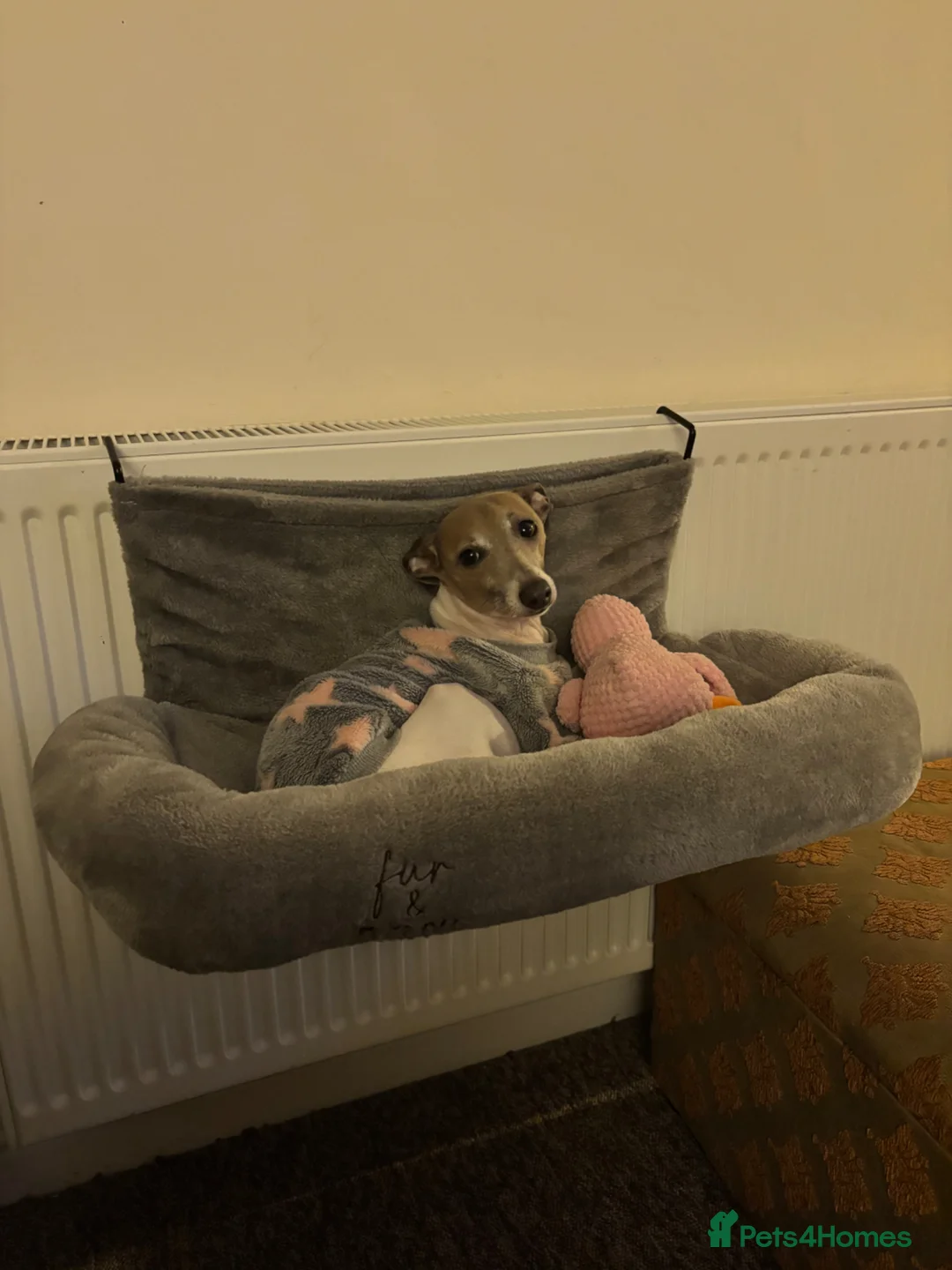Italian Greyhound dogs for adoption: A truly lovely little lady  in Dursley - Advert 2