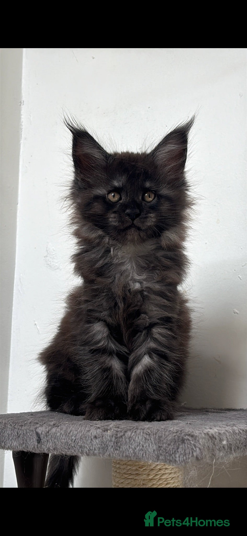 Maine Coon cats XXL RUSSIAN MAINE COON KITTENS - Advert 2