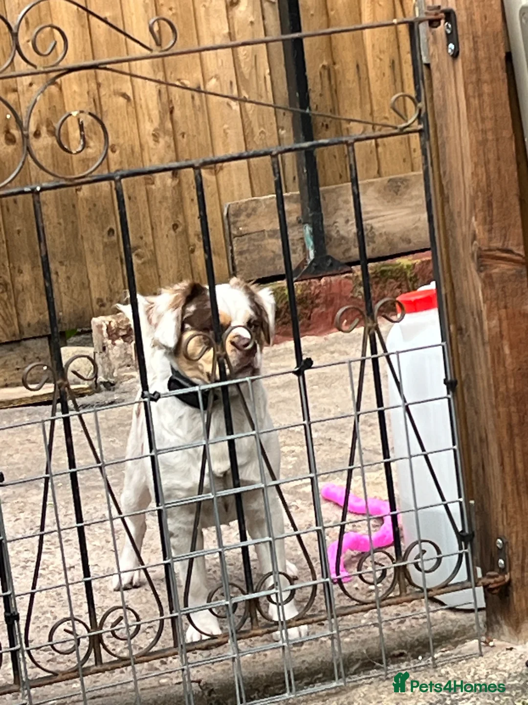 Mixed Breed dogs for sale: Billy - Advert 4