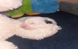 Shihpoo dogs for sale: Gorgeous Toy Shihpoo puppies - Image 22