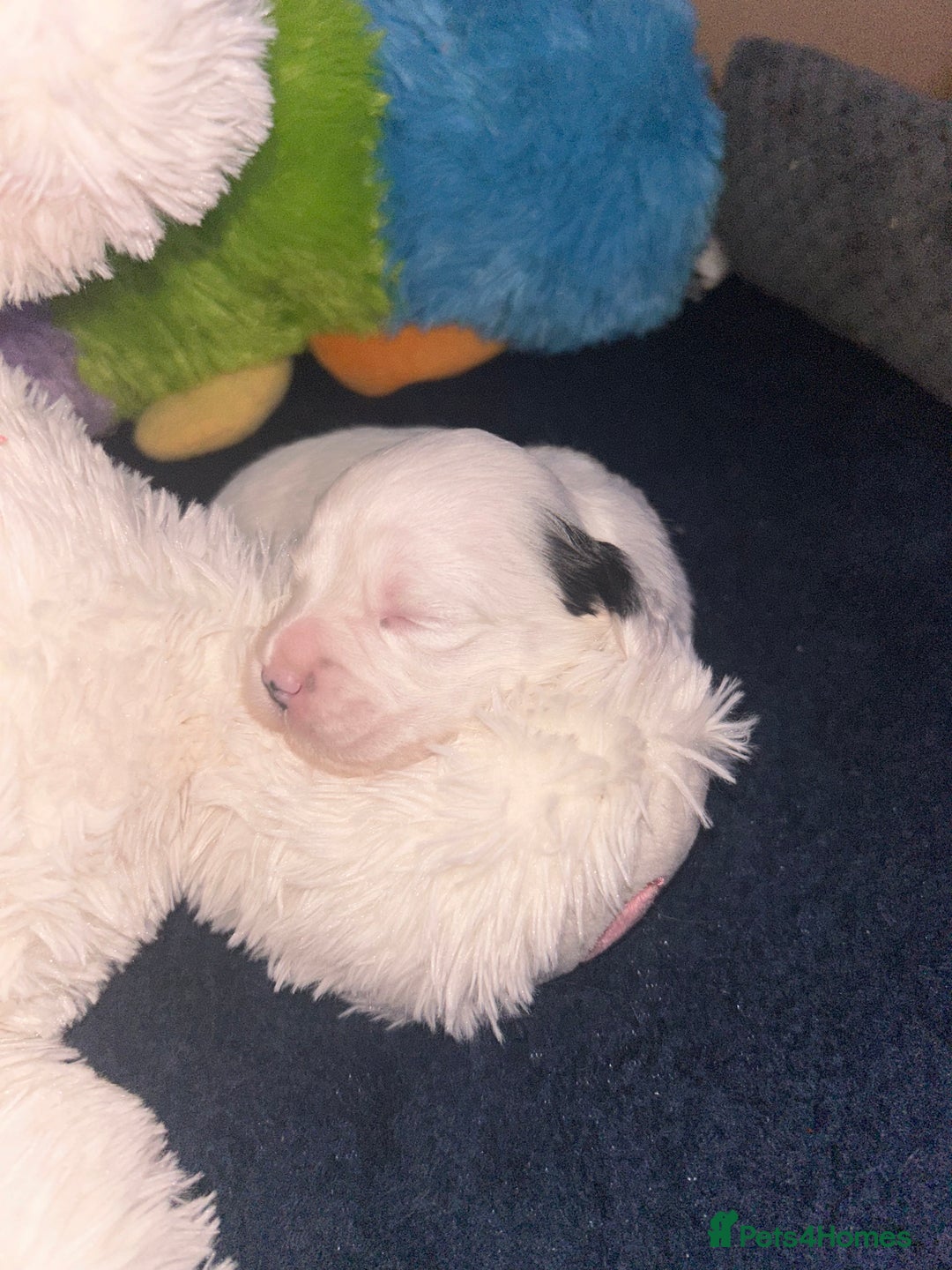 Shihpoo dogs for sale: Gorgeous Toy Shihpoo puppies - Image 22