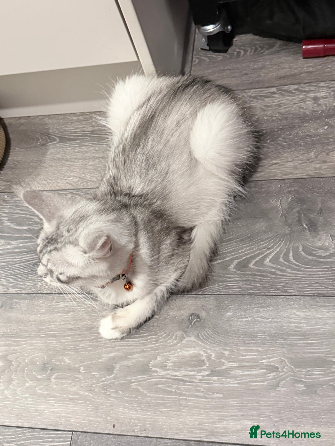 Maine Coon cats for sale: TICA reg adorable Maine Coon baby kittens  - Advert 11