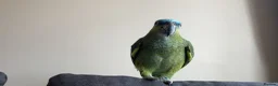 Parrots birds for sale: meet rio in Hayes - Advert 4