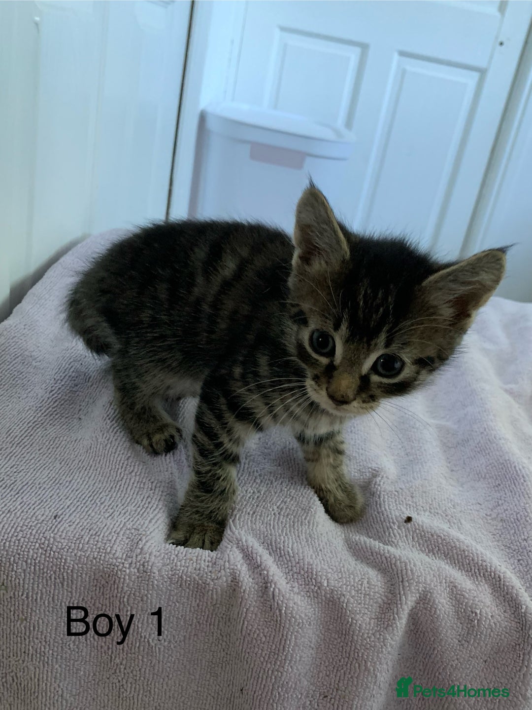 Mixed Breed cats for sale: 5 Male kittens ready for new homes - Image 2