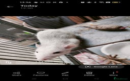 Rat rodents for sale: Dumbo rex Rats - Image 10