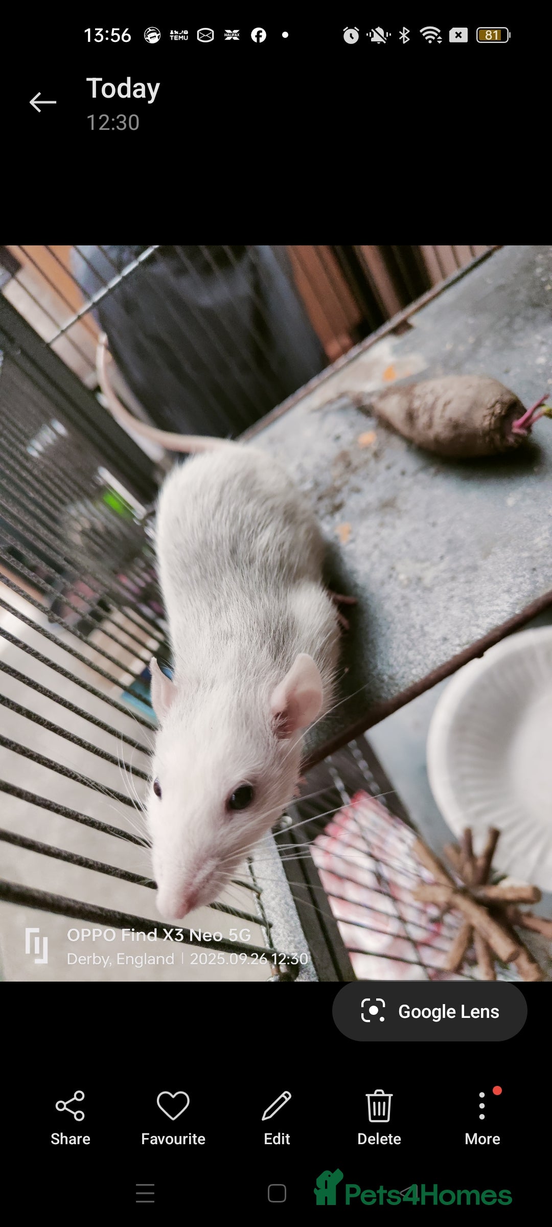 Rat rodents for sale: Dumbo rex Rats - Image 10