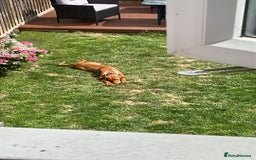 Hungarian Vizsla dogs for sale: Vizsla Male Puppy 6 Months Old - Image 5