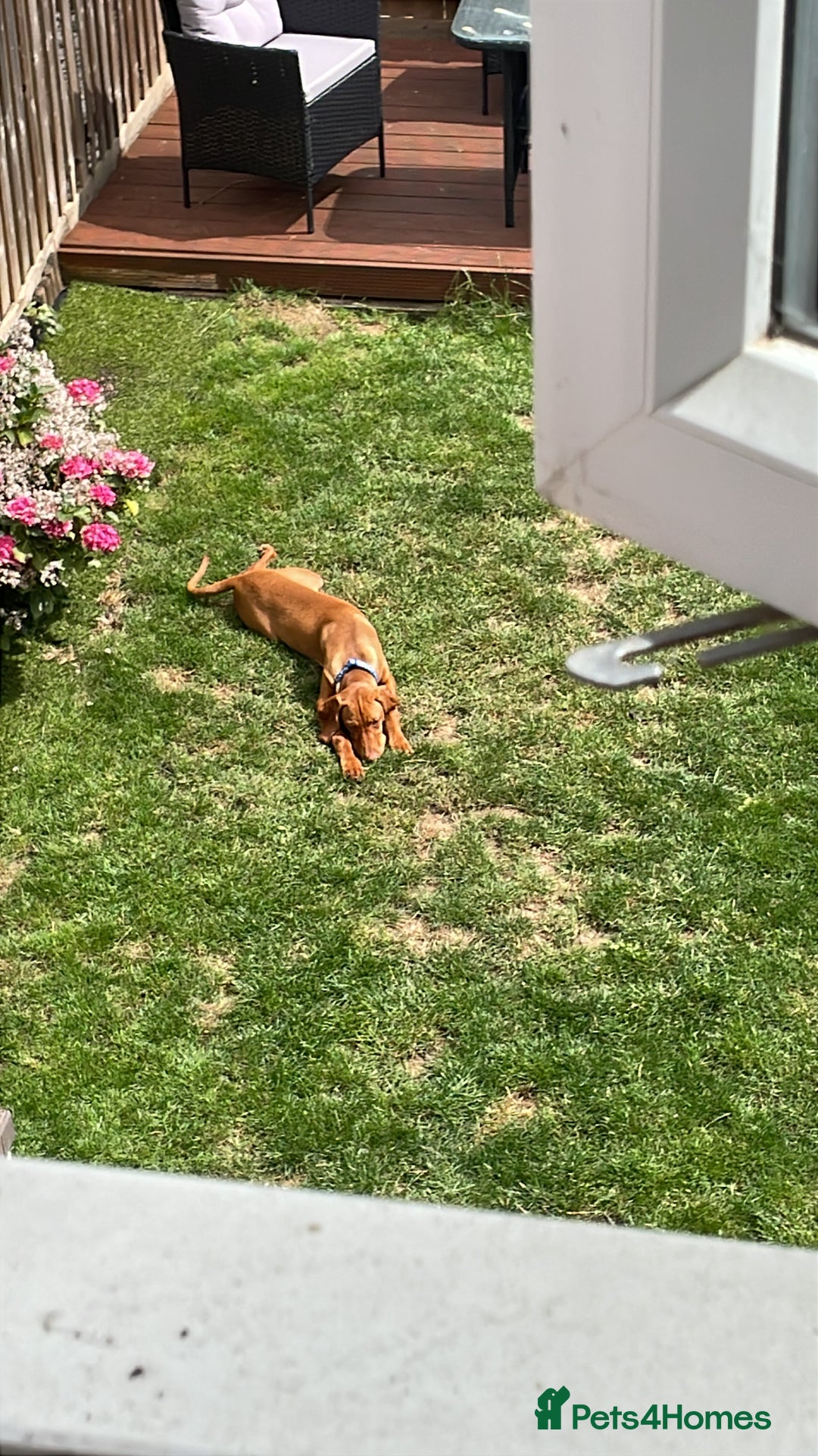 Hungarian Vizsla dogs for sale: Vizsla Male Puppy 6 Months Old - Image 5