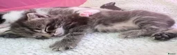 Domestic Shorthair cats for sale: Four beautiful healthy happy kittens  - Advert 18