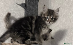 Maine Coon cats for sale: Maine coon kittens - Image 4