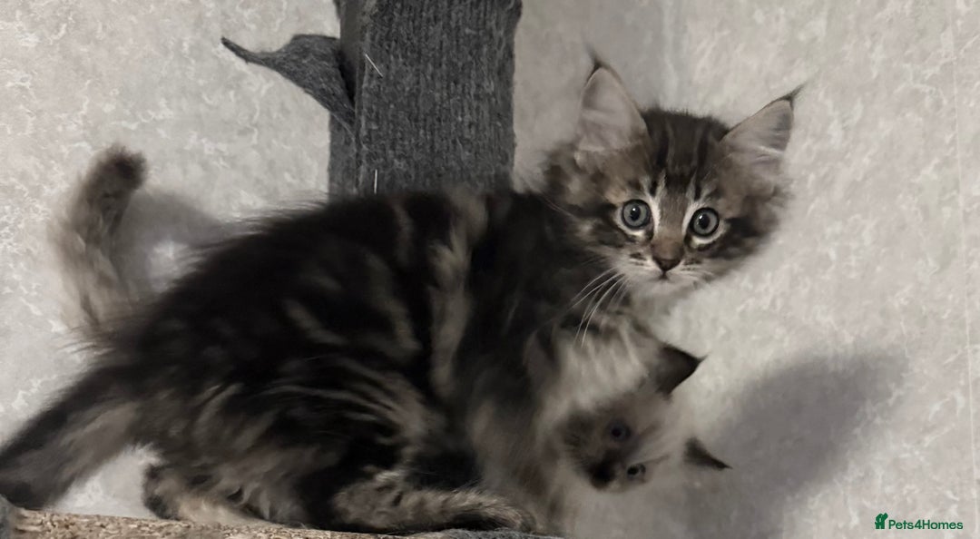 Maine Coon cats for sale: Maine coon kittens - Image 4