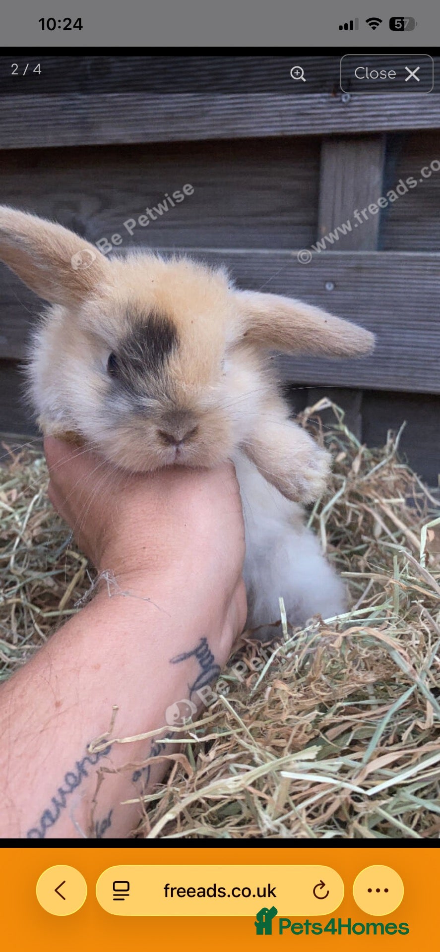 Mixed Breed rabbits Beautiful male baby rabbits for sale  - Advert 2