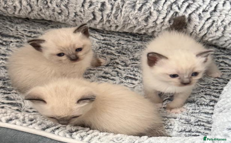 Mixed Breed cats - Advert 4