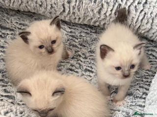 Mixed Breed cats Siamese crossed with Ragdol - Advert 11